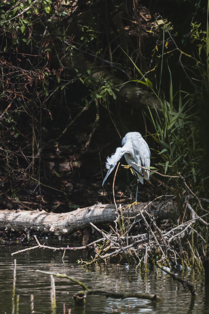 Little egret (Egretta garzetta)