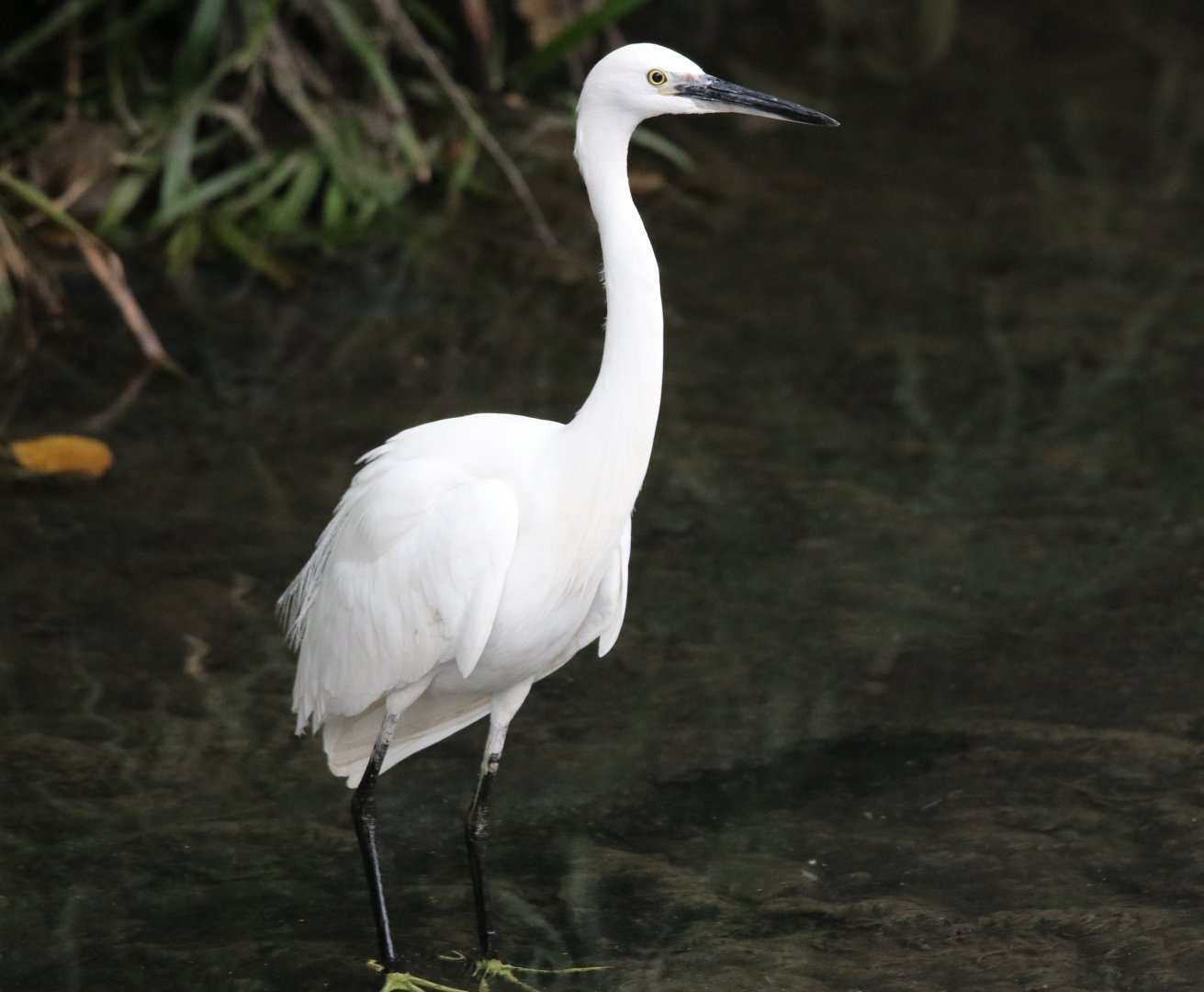 Little Egret (Egretta garzetta)