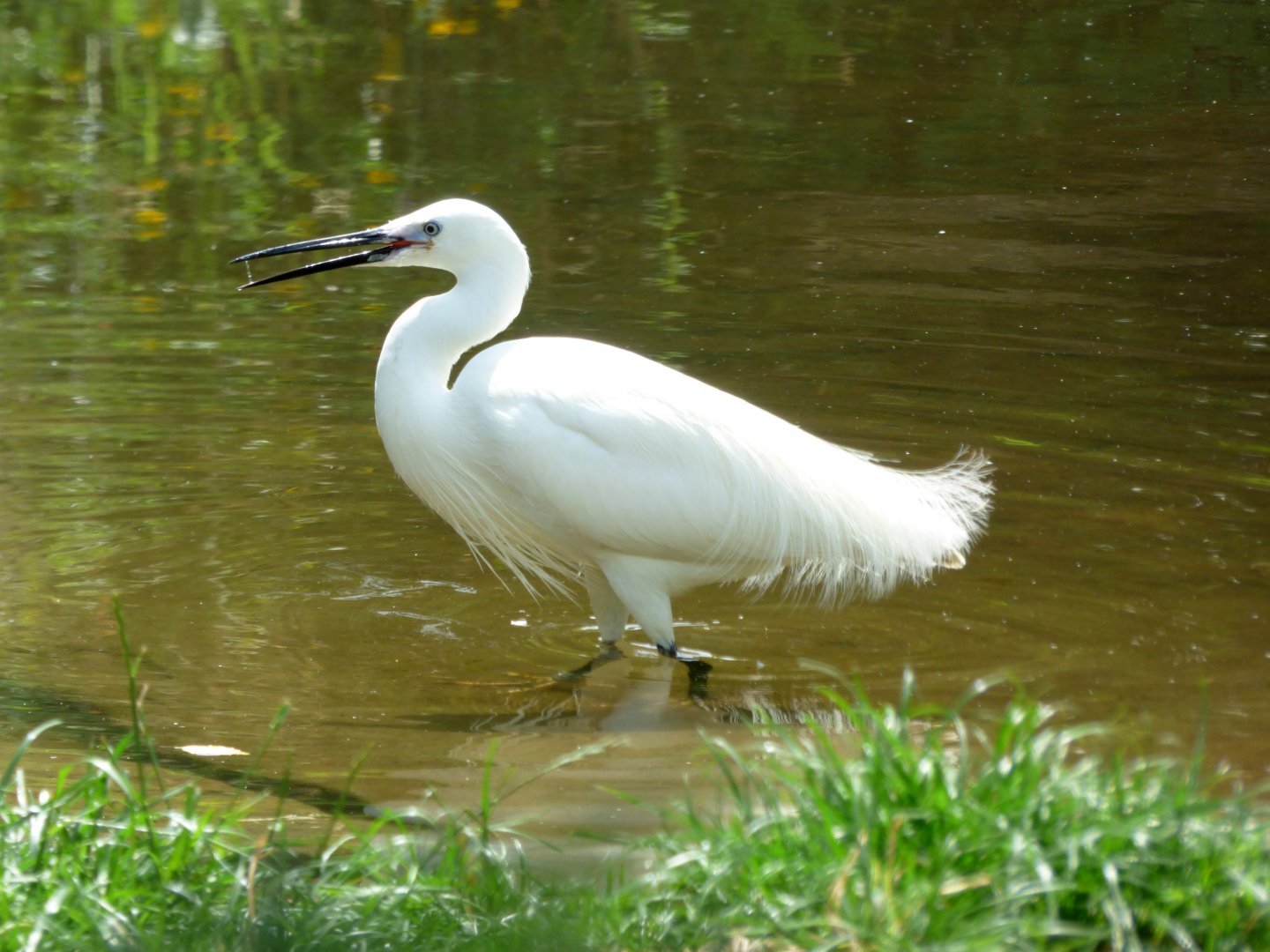 Little egret (Egretta garzetta)
