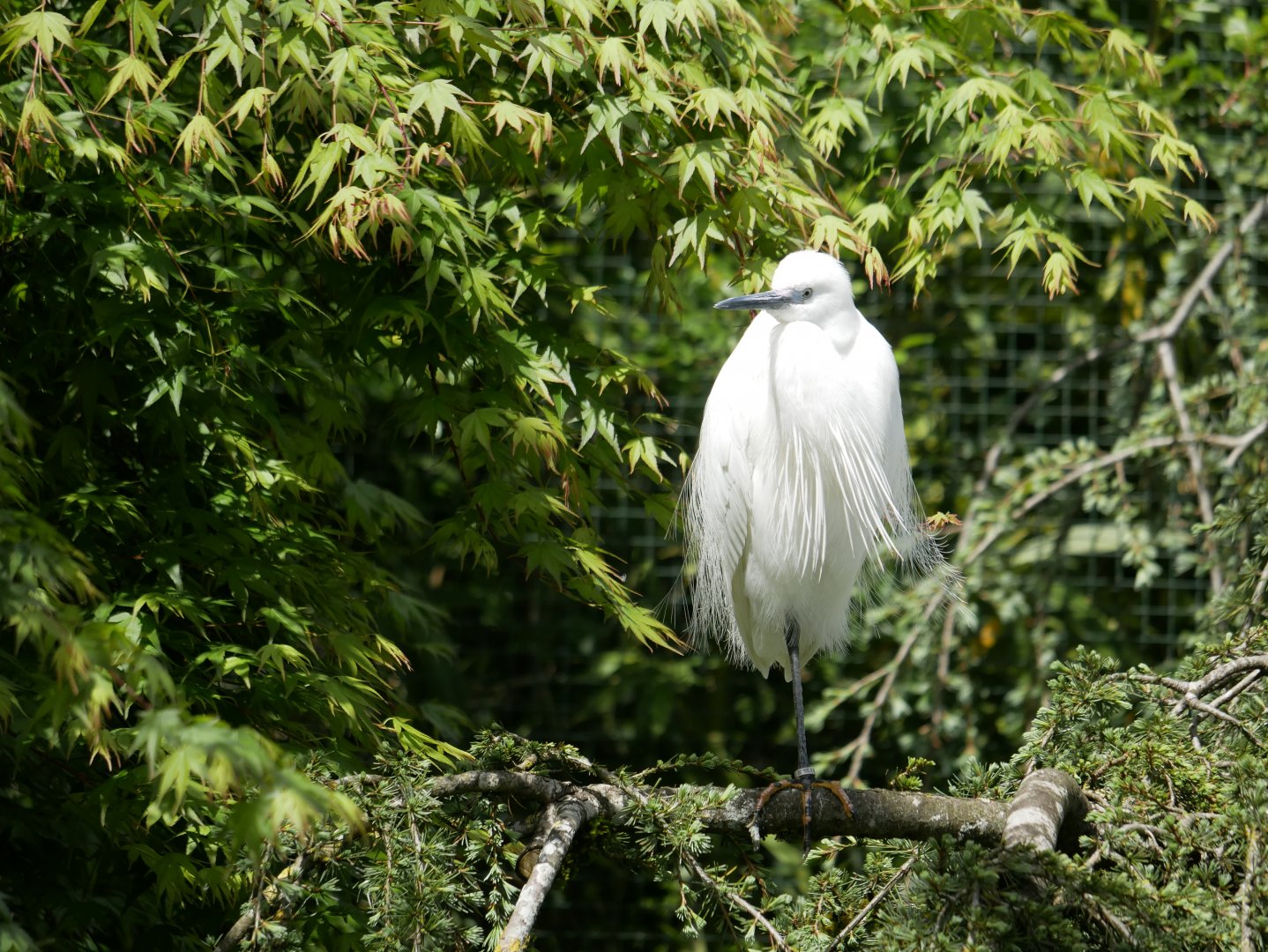 Little egret (Egretta garzetta)
