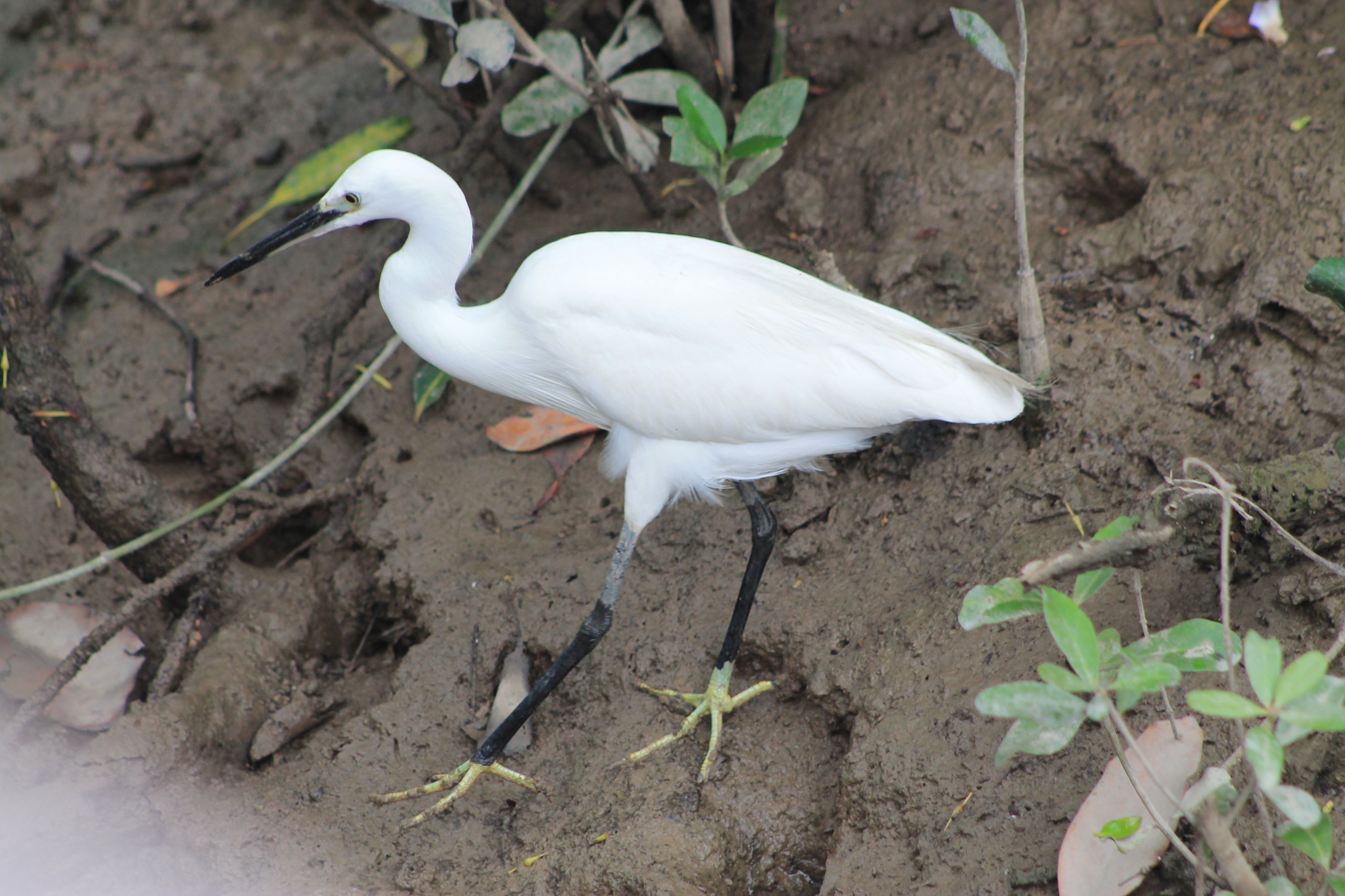 Little Egret (Egretta garzetta)