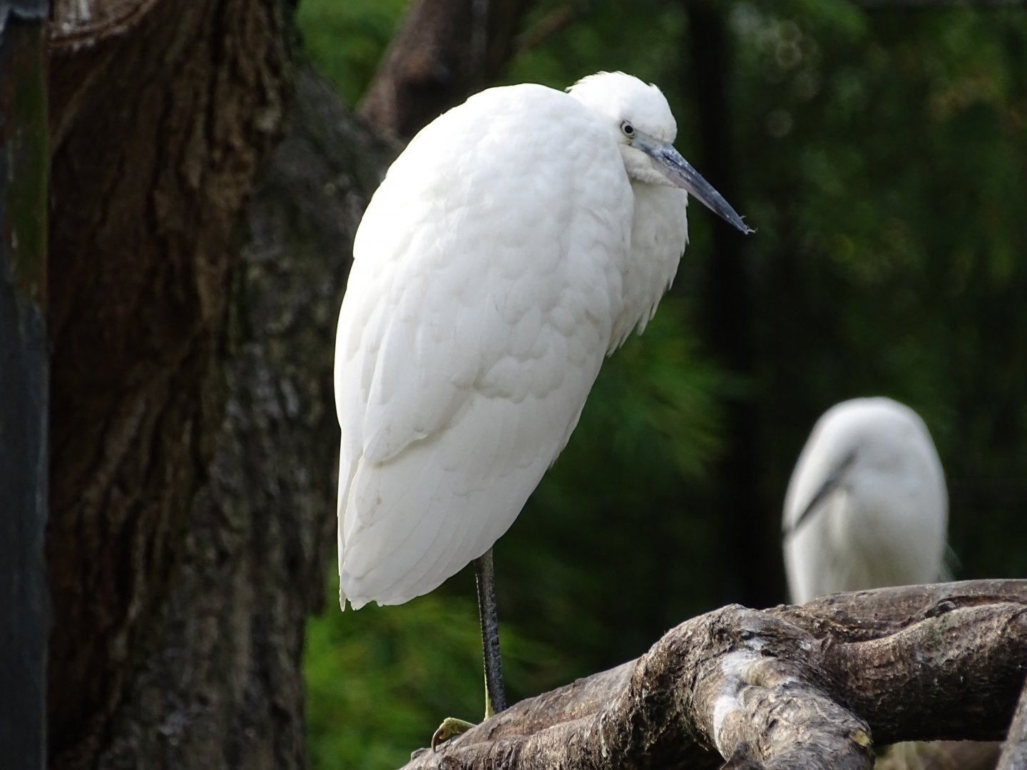 Little egret (Egretta garzetta)