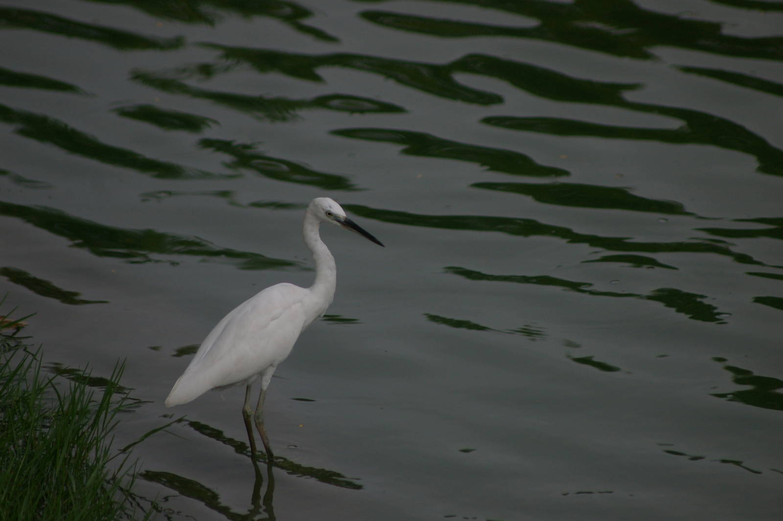 little egret (Egretta garzetta)