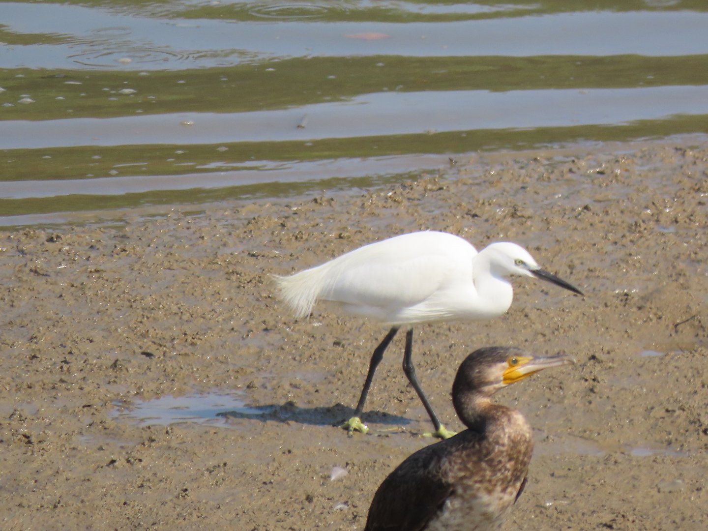 Little egret+ Great comorant