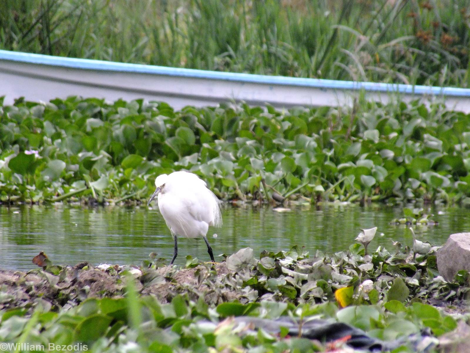 Little Egret - Lake Naivasha