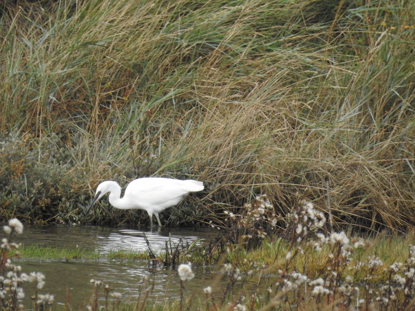 Little Egret - Norfolk Broads Oct 17