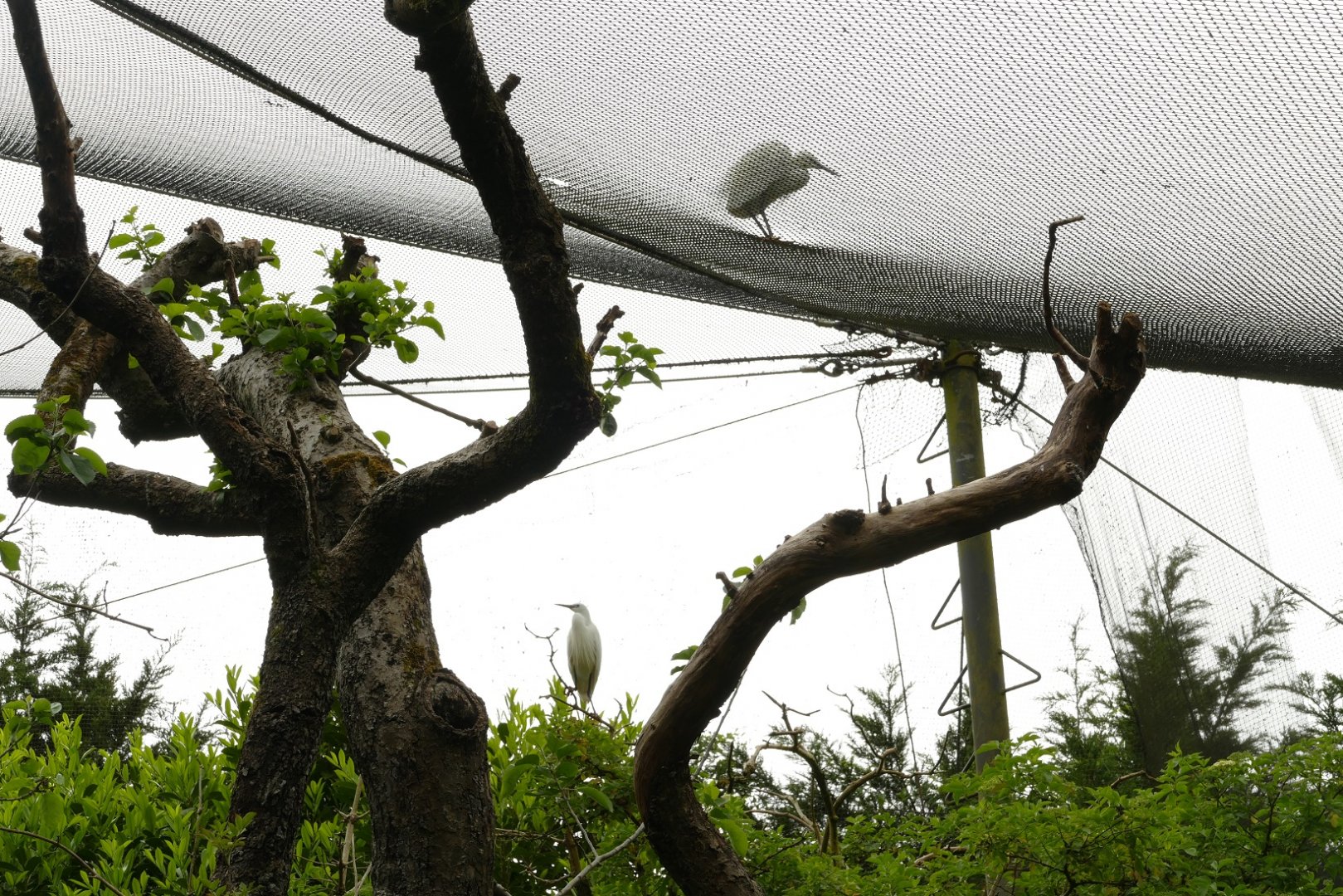 Little egret on the wrong side of the netting, June 2021