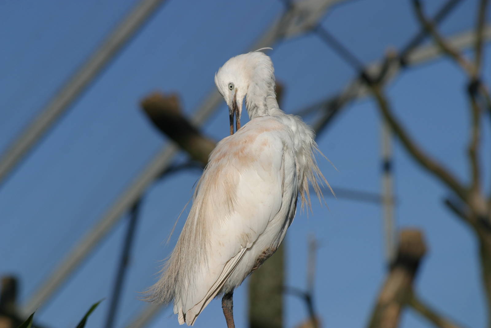 Little Egret preening