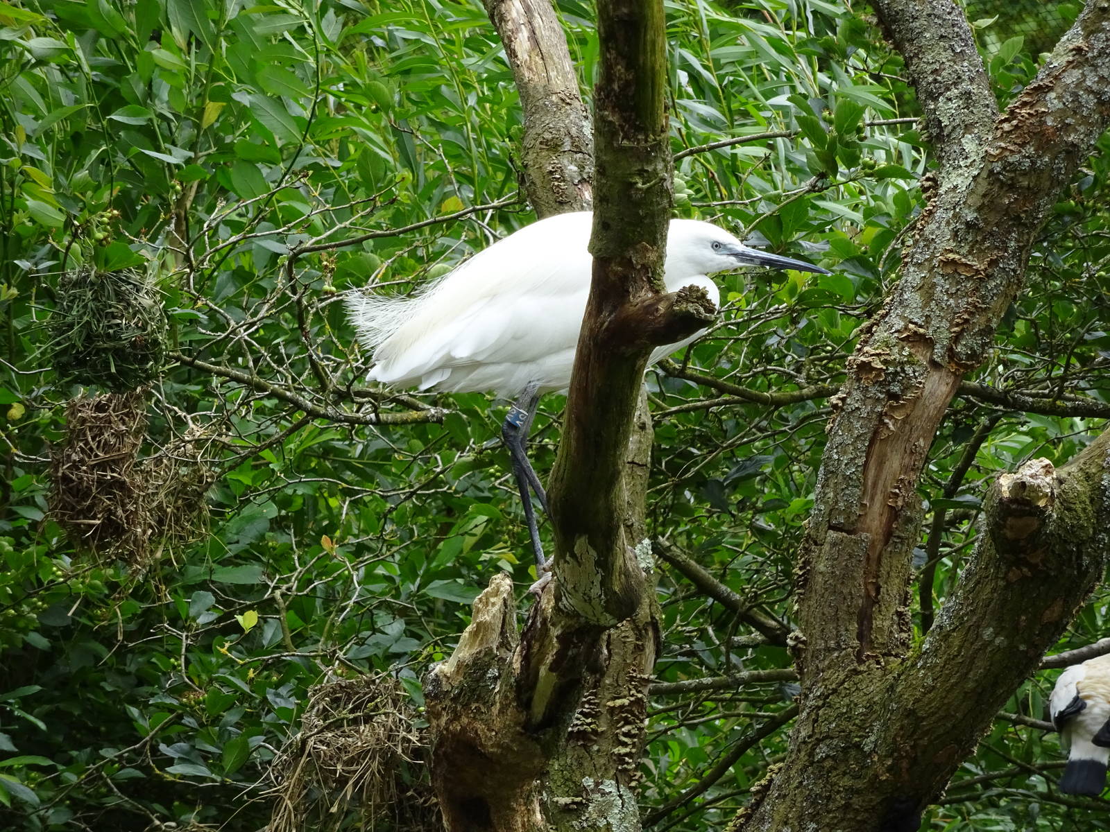Little Egret - Walkthrough Aviary 090716