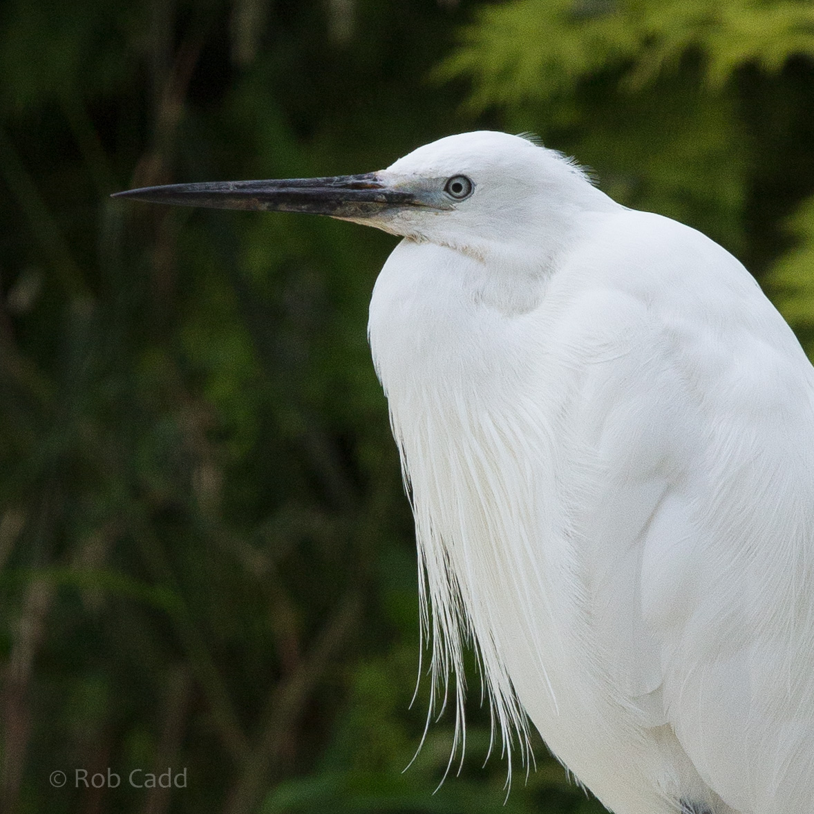 Little egret : Whipsnade : 11 Jul 2014