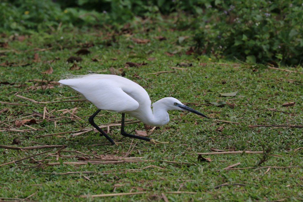 Little Egret - wild bird