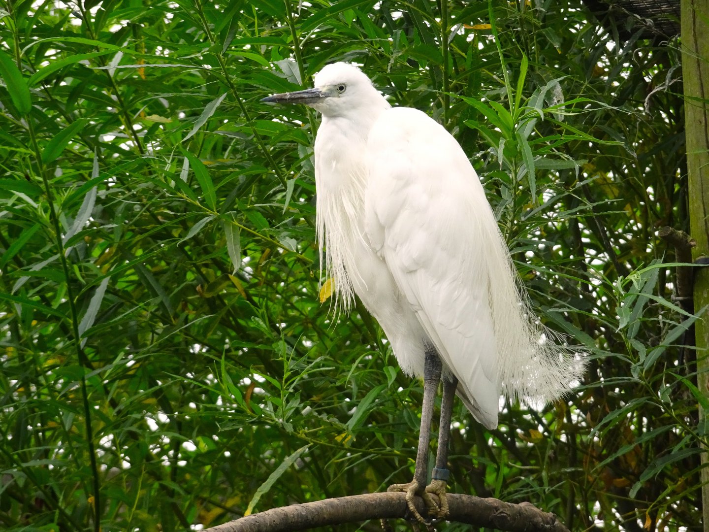 Little Egret, Wild Discovery, 2 August 2025