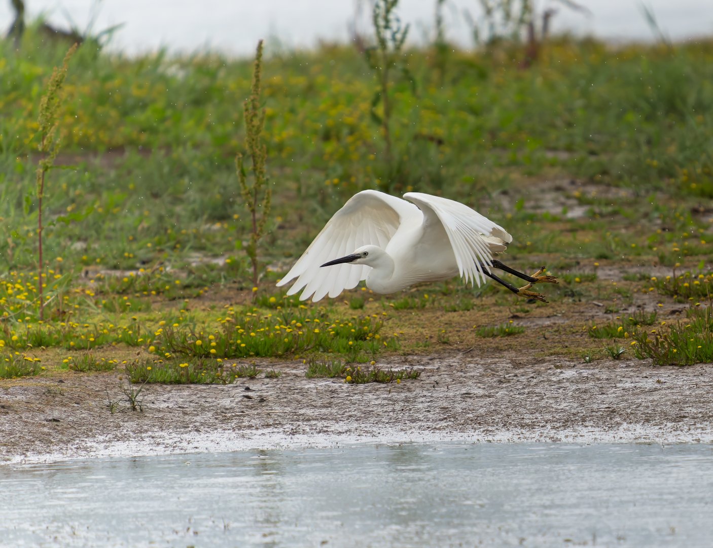 Little Egret, wild, UK