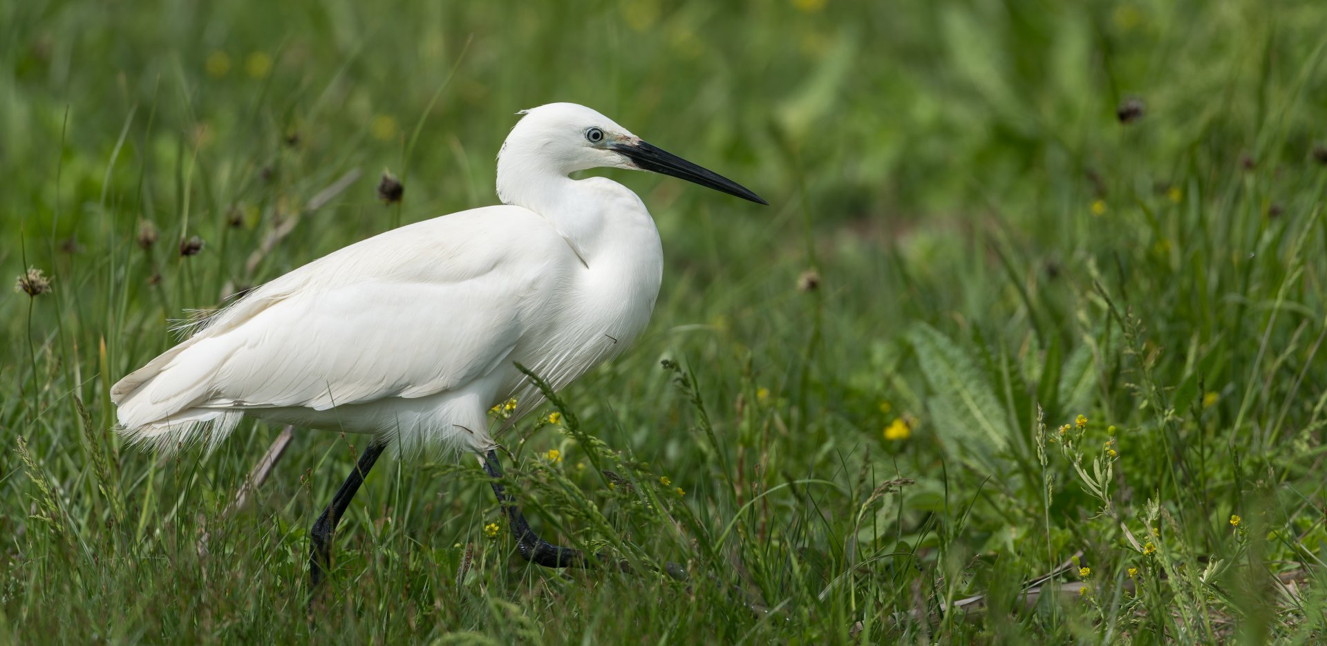Little Egret (wild) UK