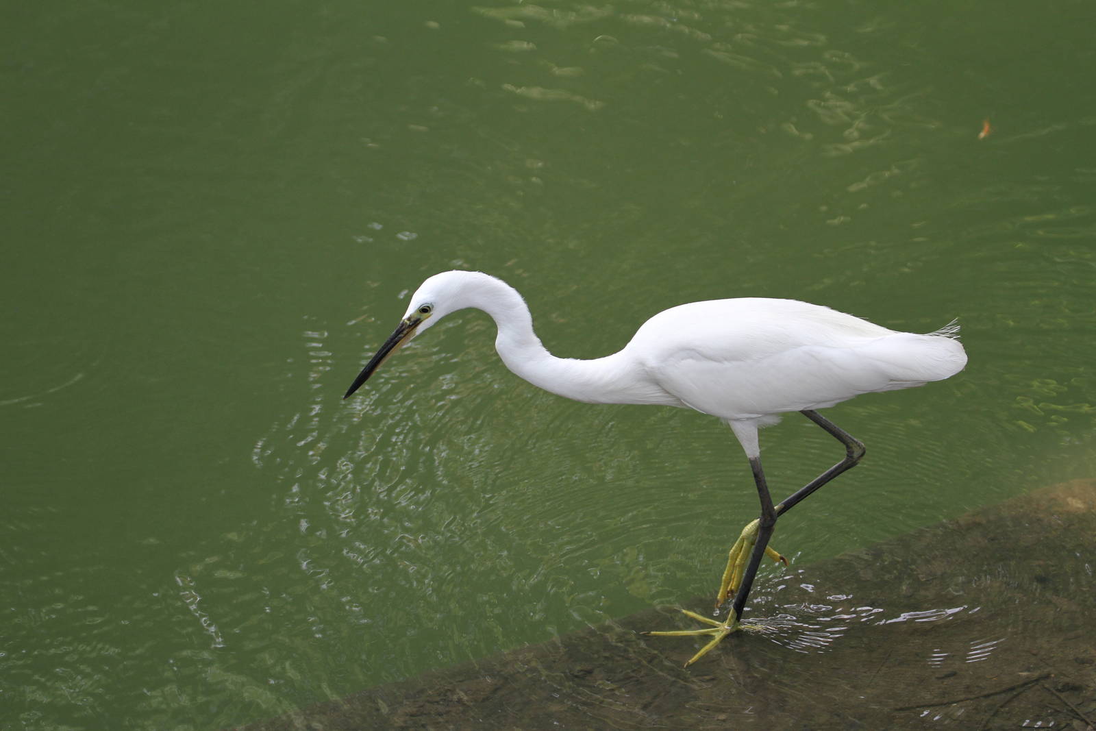 Little Egret