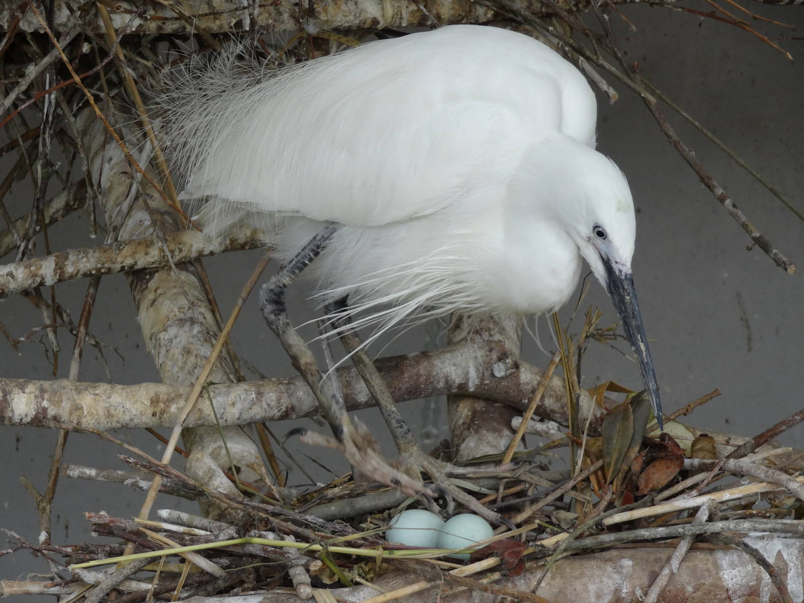 Little egret
