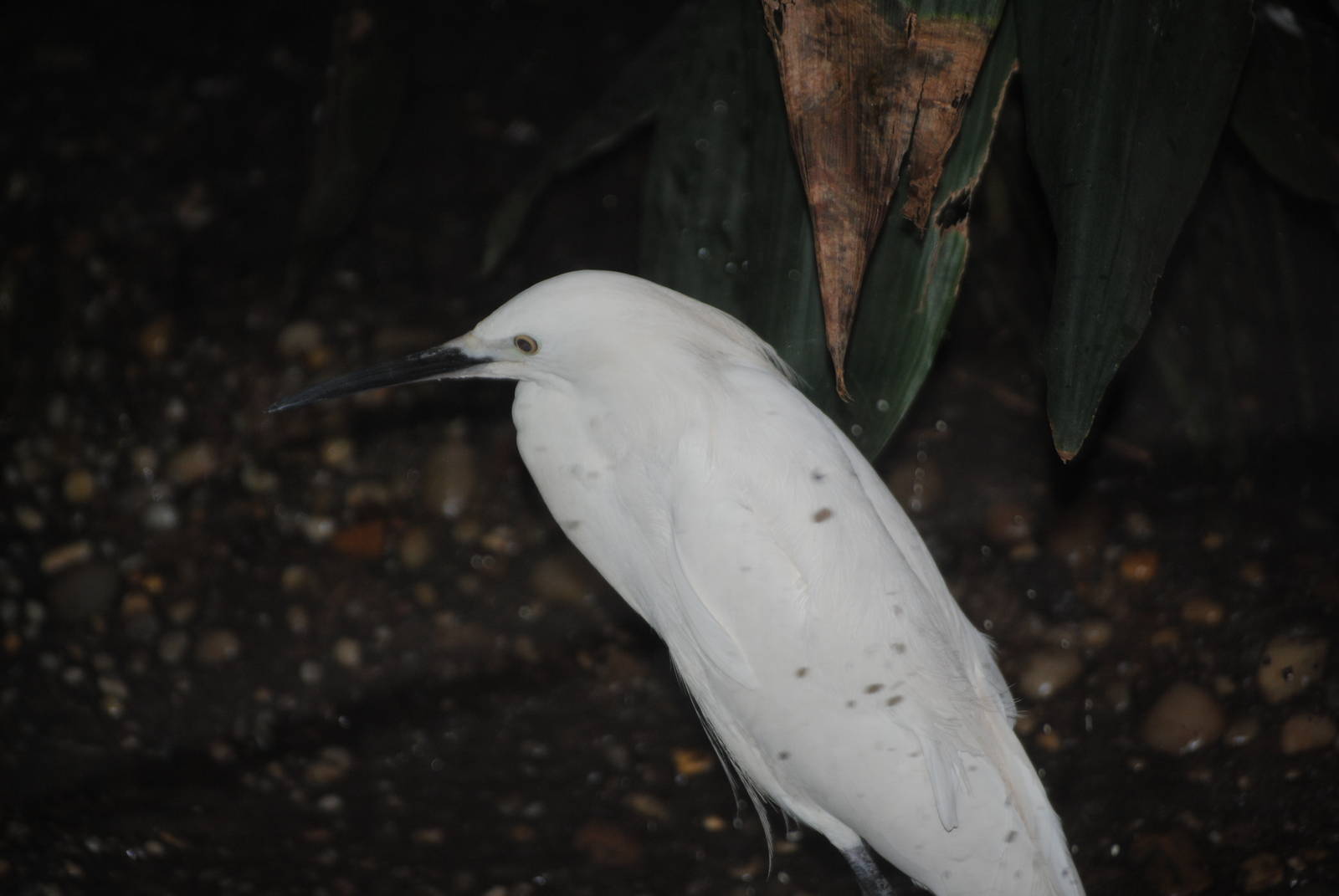 Little Egret