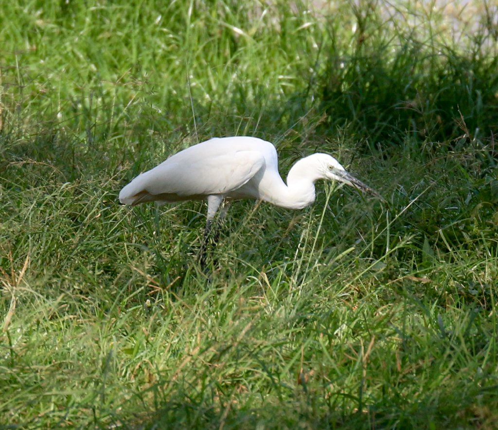 Little Egret