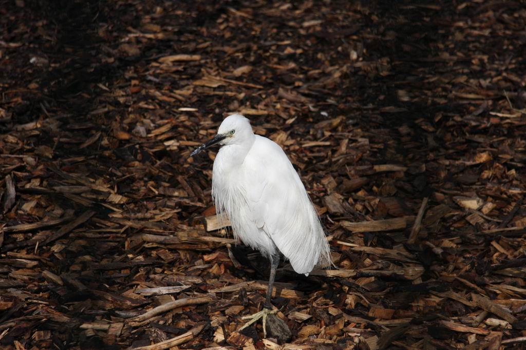 Little egret