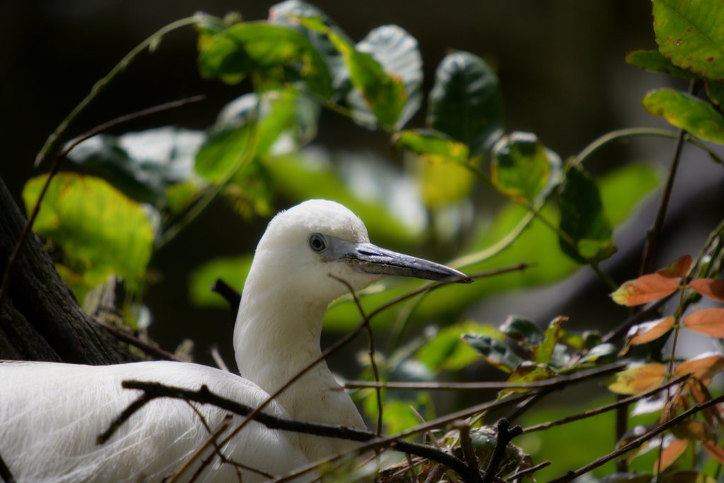 Little Egret