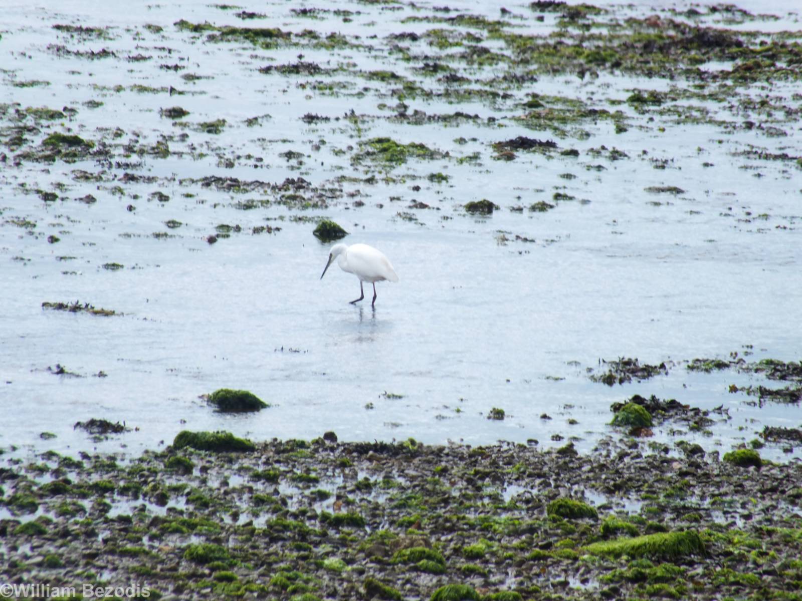Little Egret