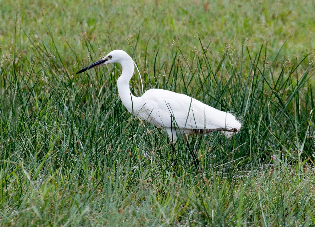 Little Egret