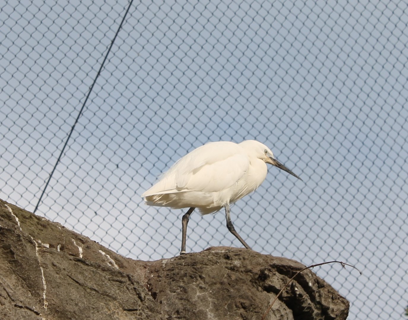 Little egret