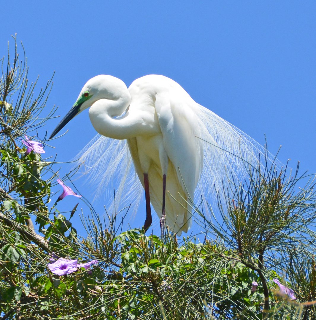 Little egret