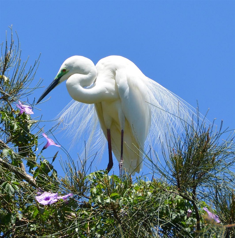 Little egret