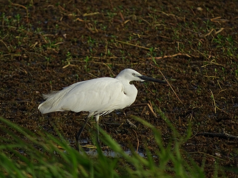 Little egret