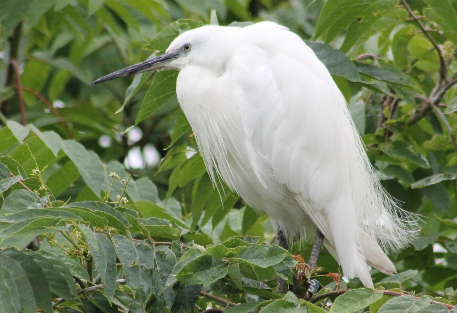 Little egret