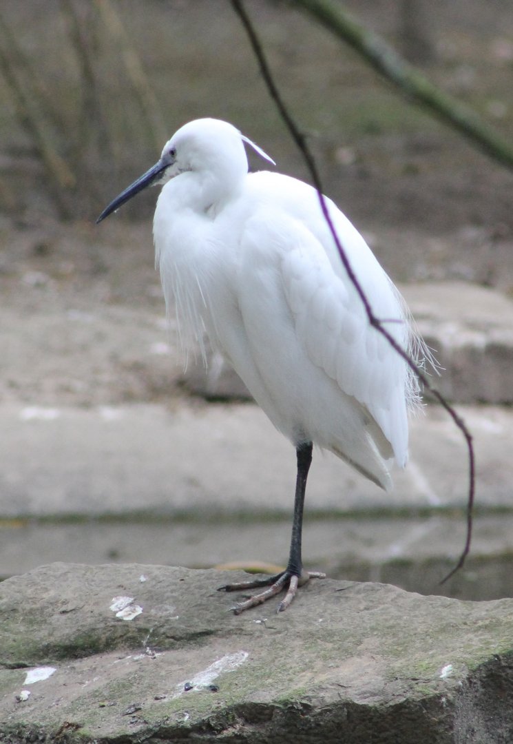 Little egret