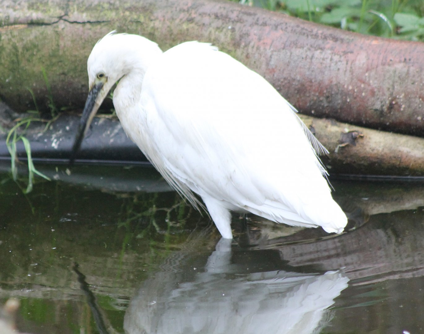 Little egret