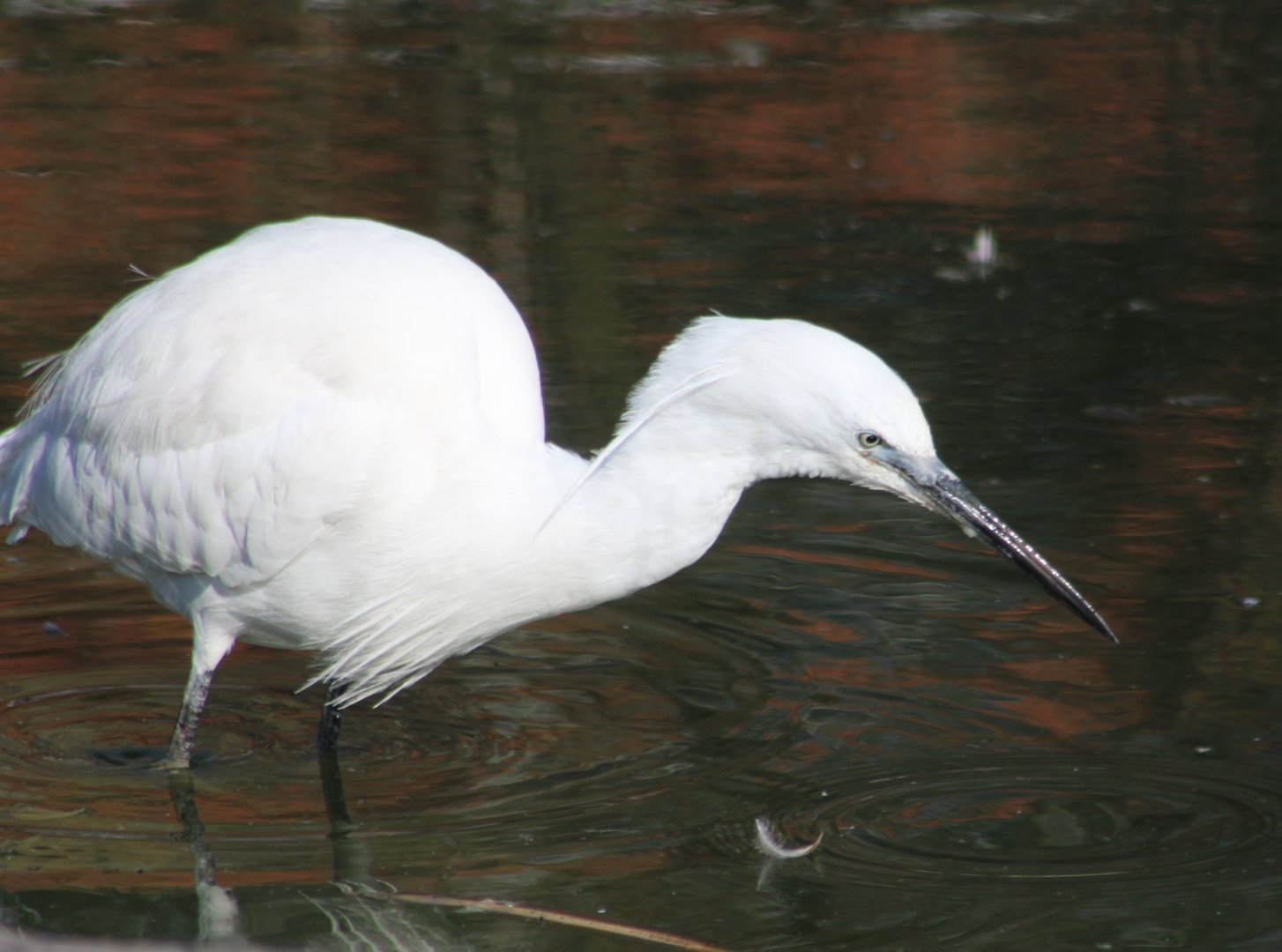 Little egret