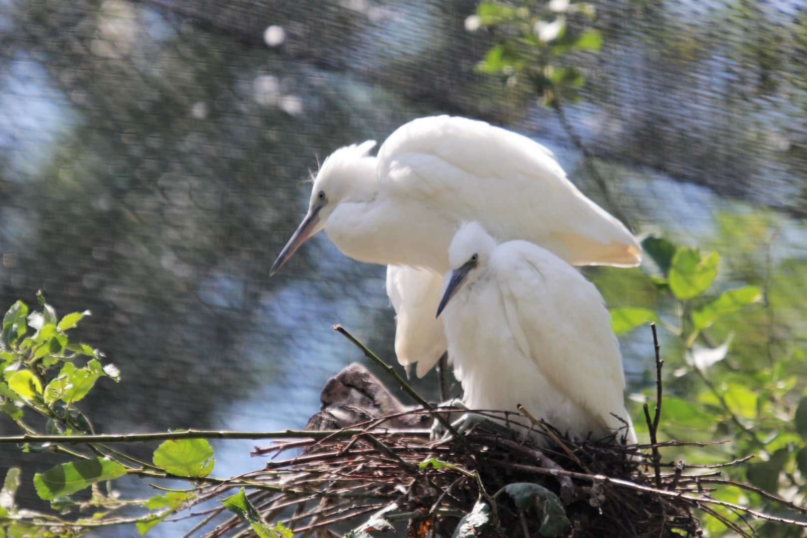 Little egret