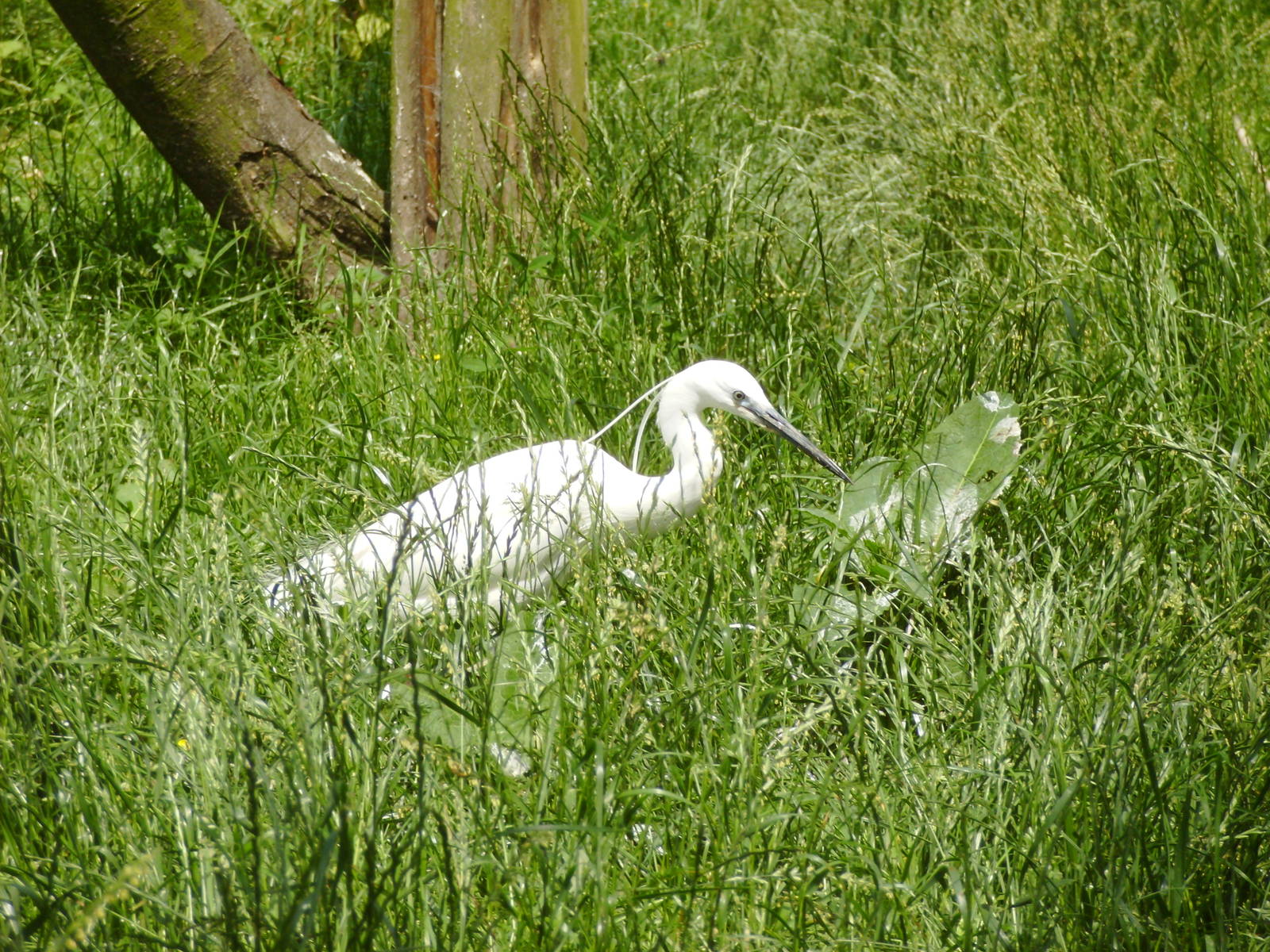 Little Egret
