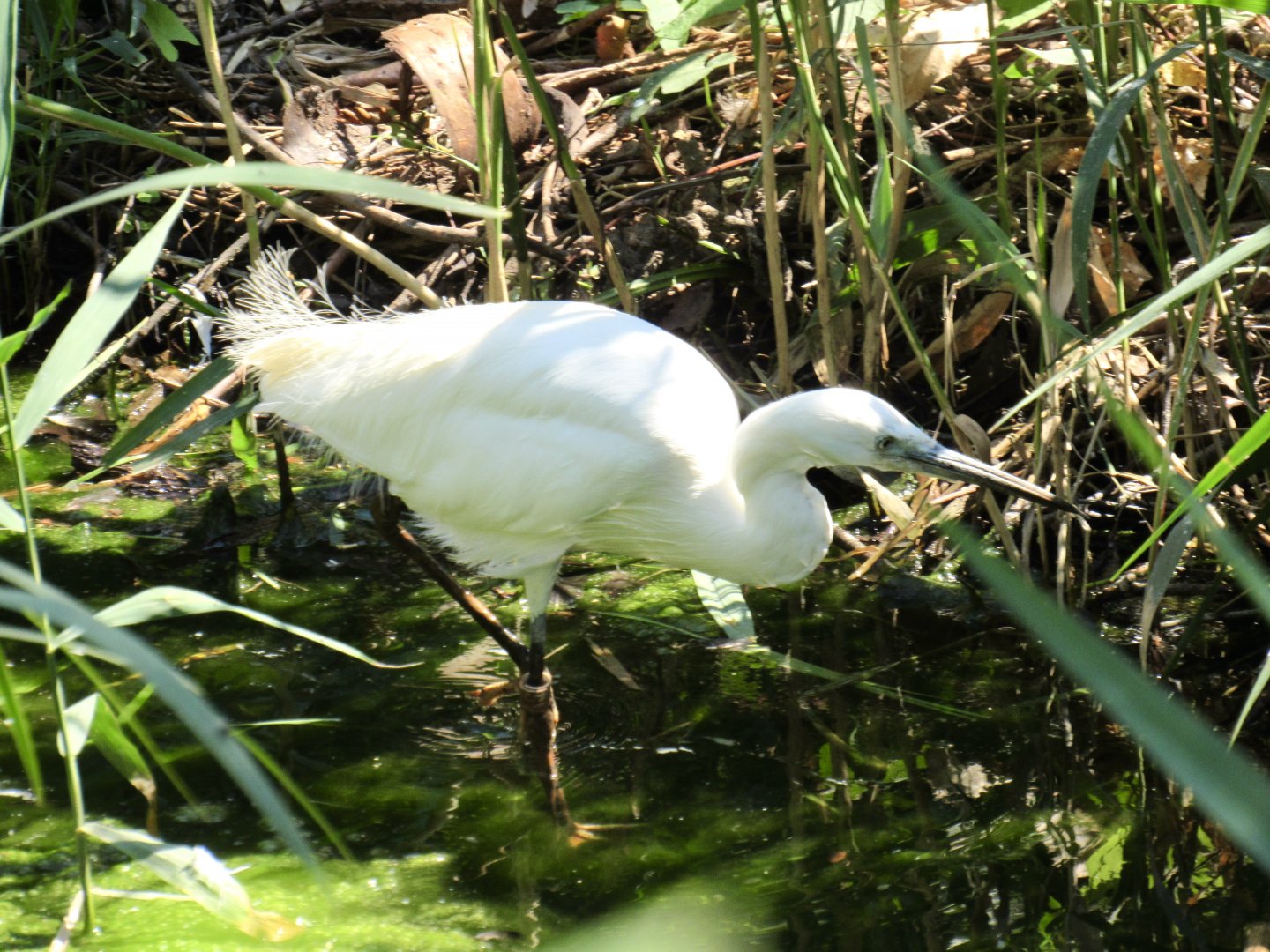 Little Egret