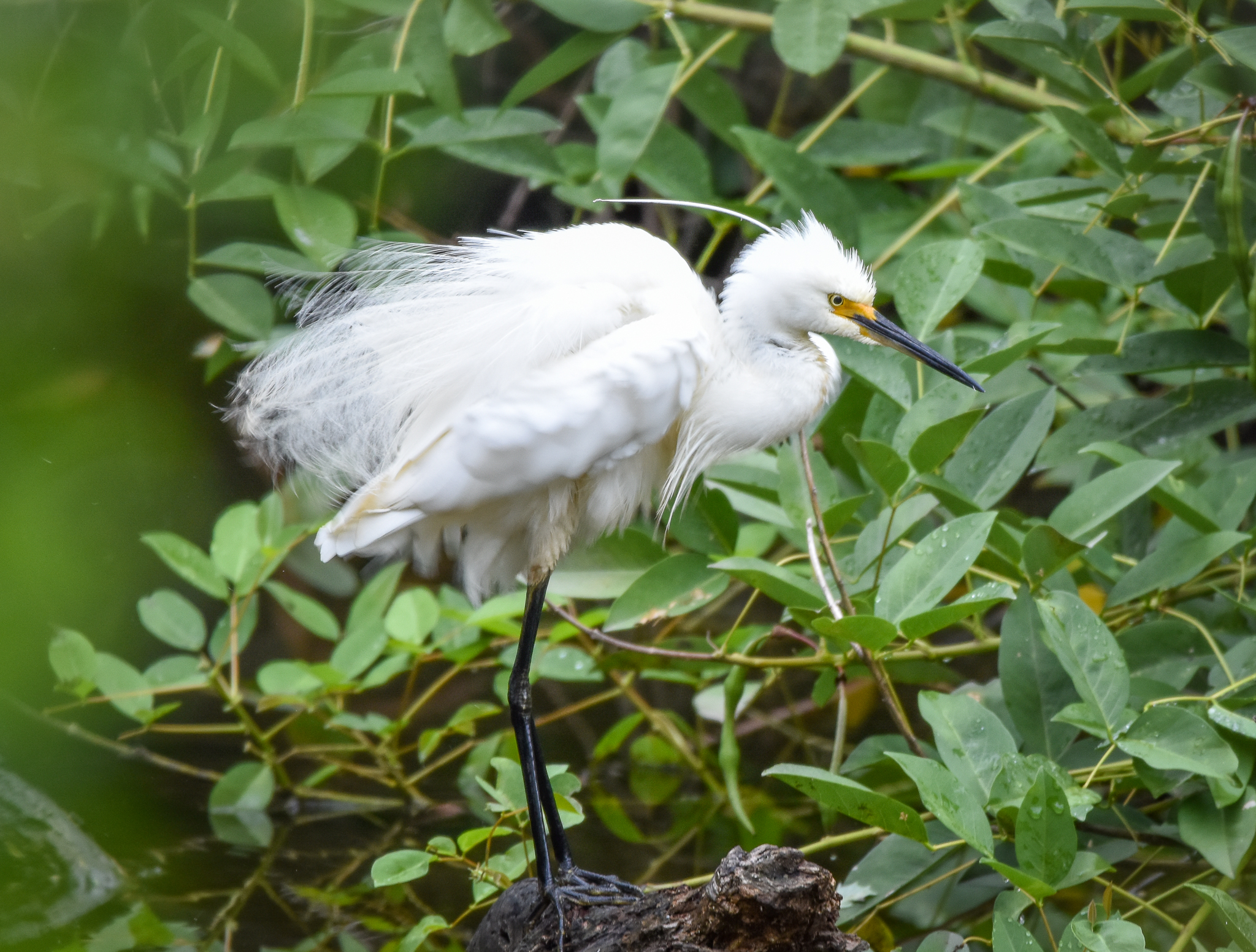 Little Egret