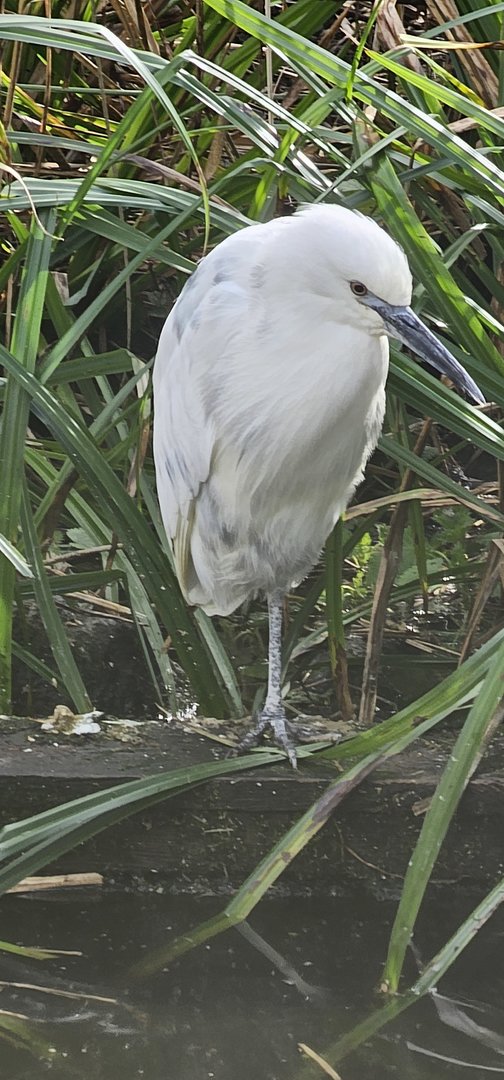 Little egret
