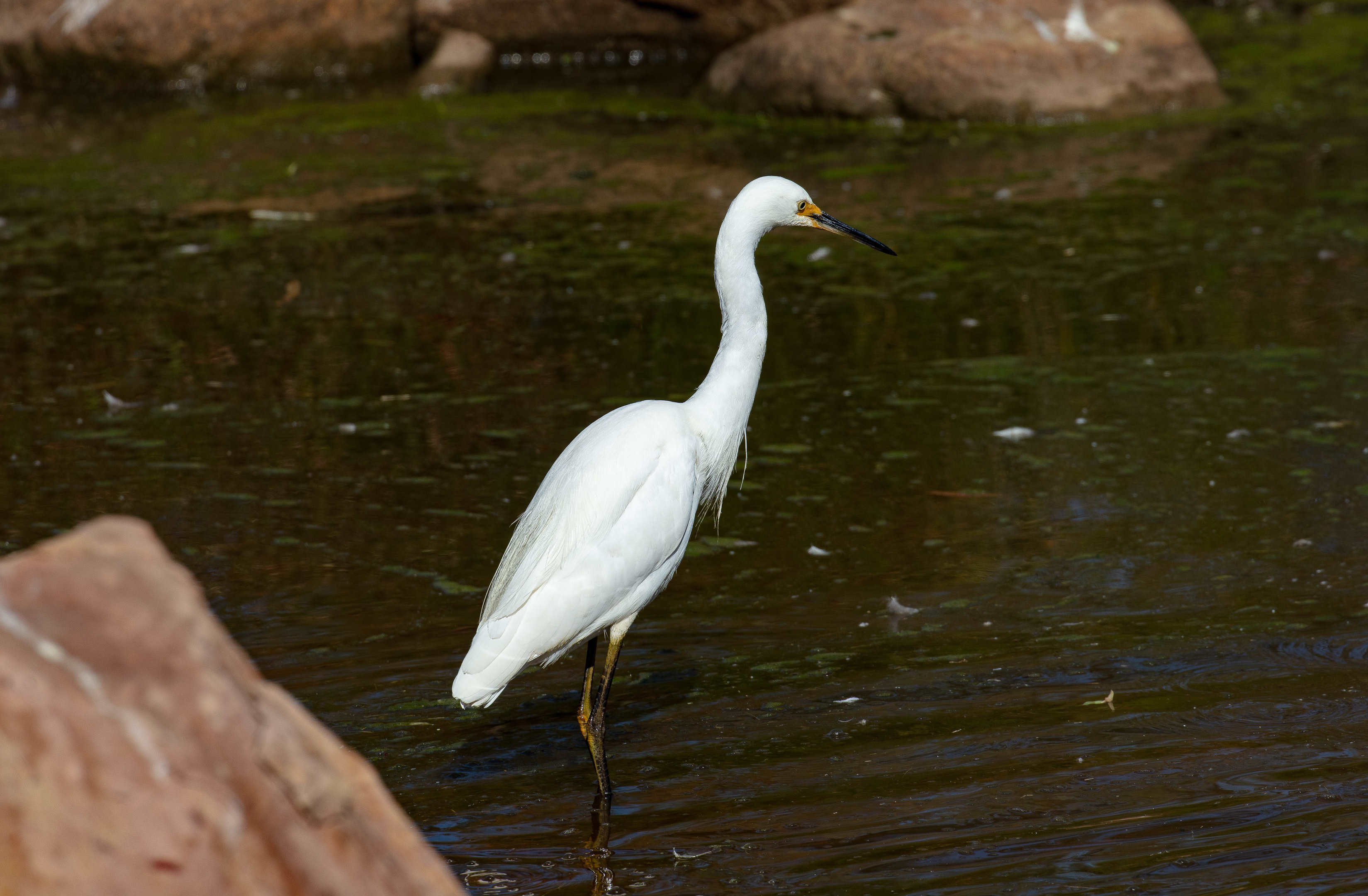Little Egret