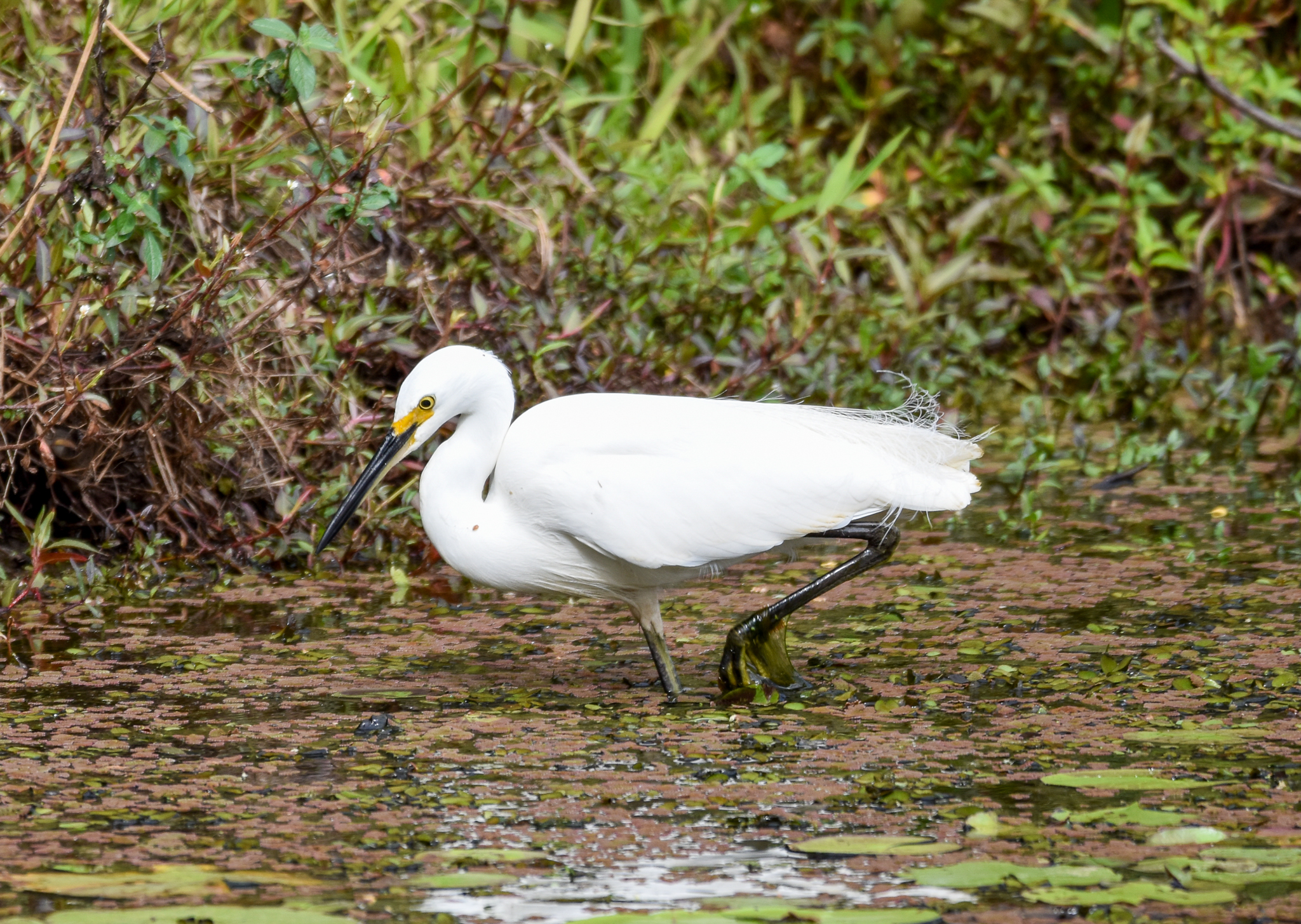 Little Egret