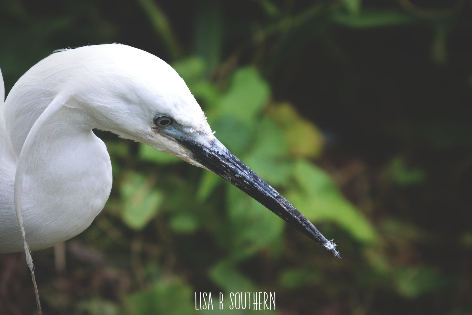 little egret