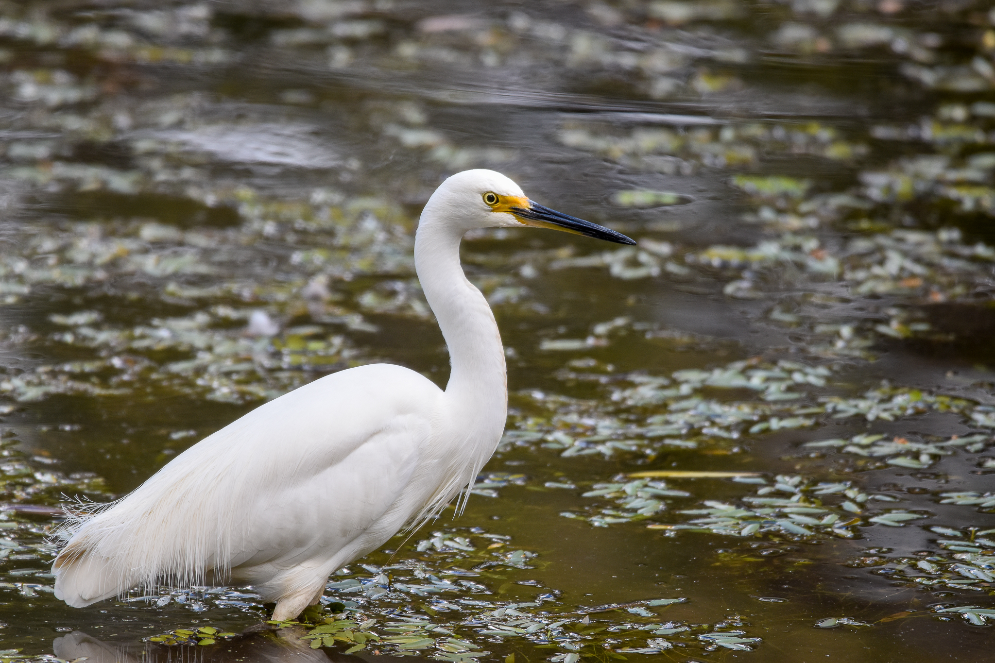 Little Egret