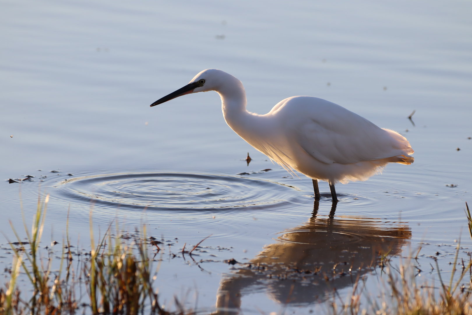 Little Egret