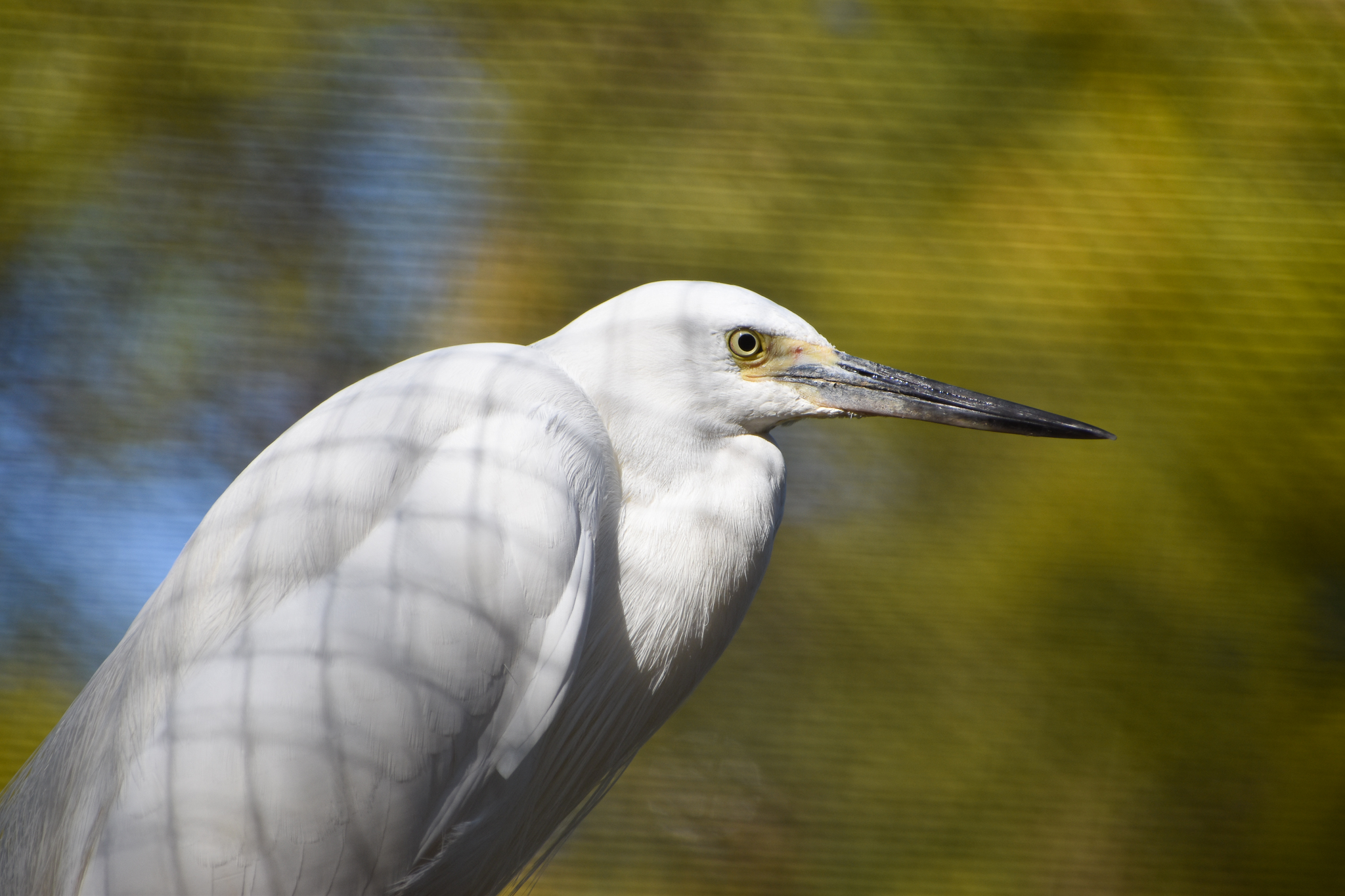 Little Egret