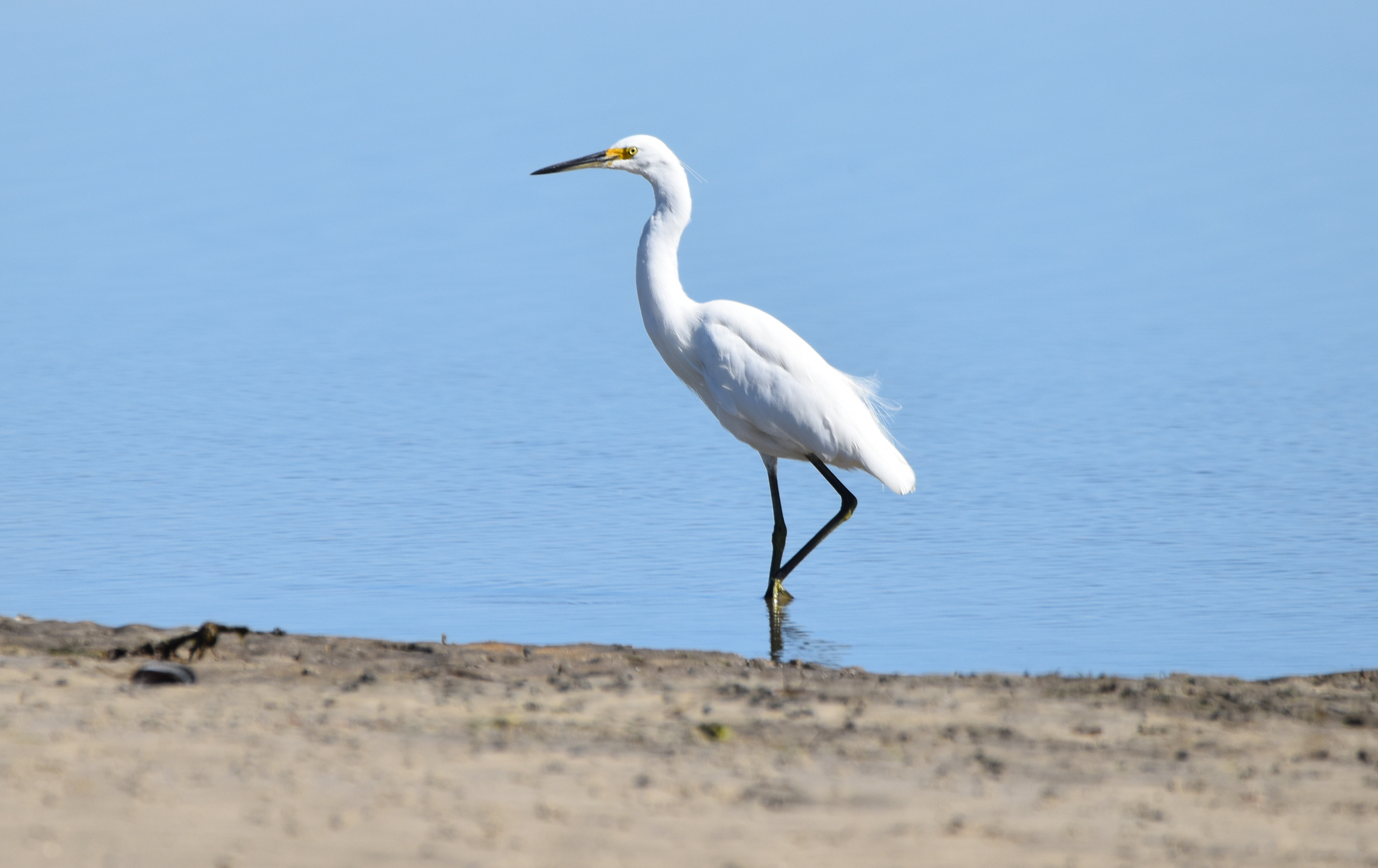 Little Egret