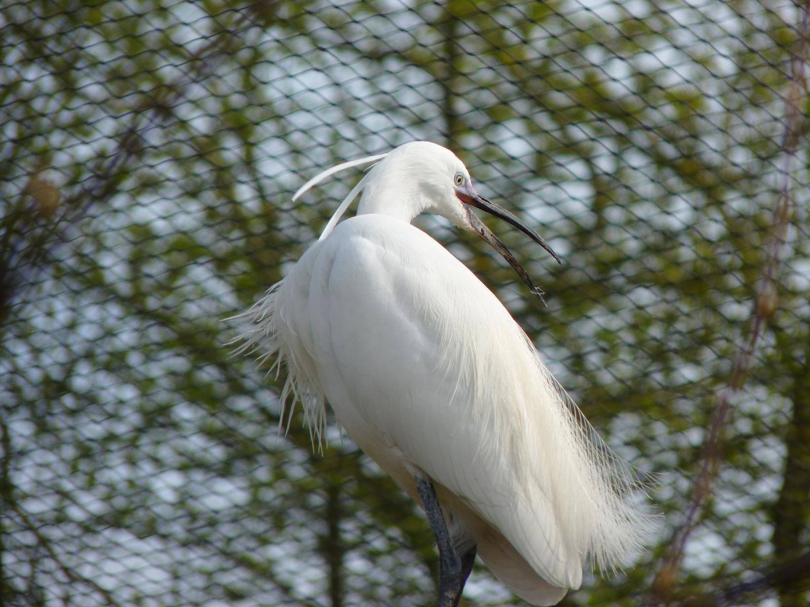 Little Egret
