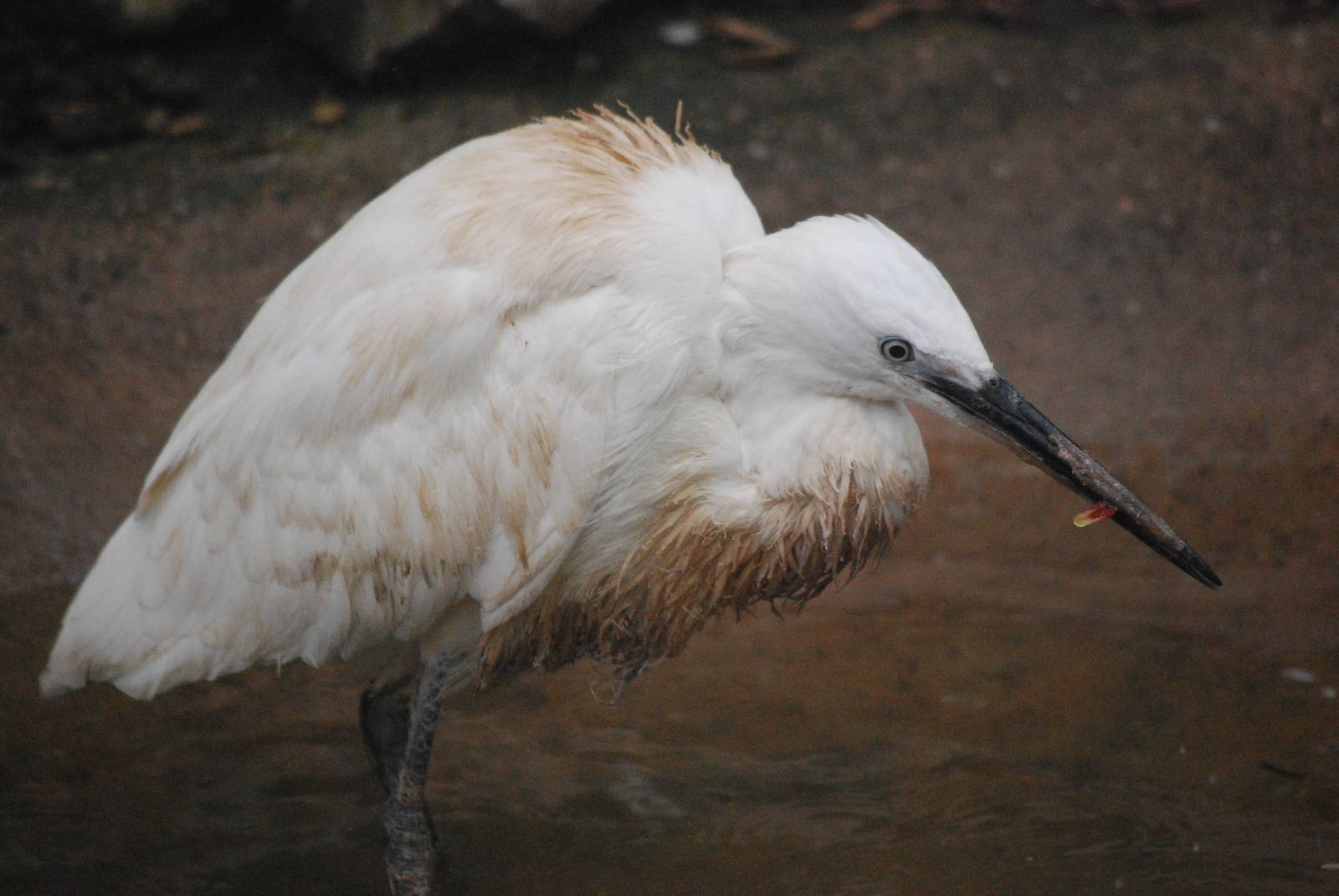 Little Egret
