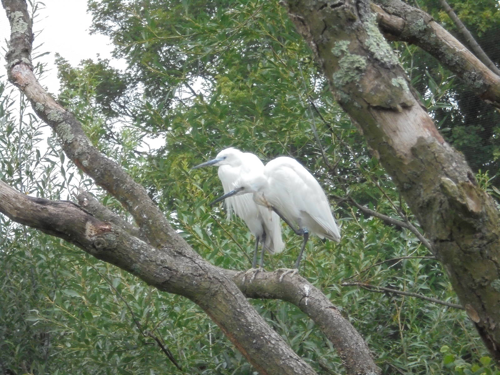 Little Egrets 2015.