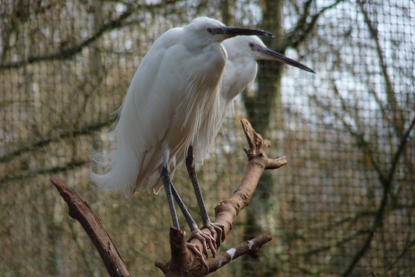 Little egrets, February 2017
